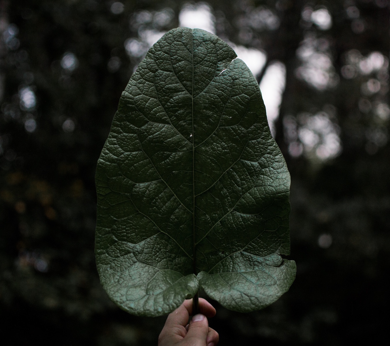 Yonder Collective  |  re . source . ful 