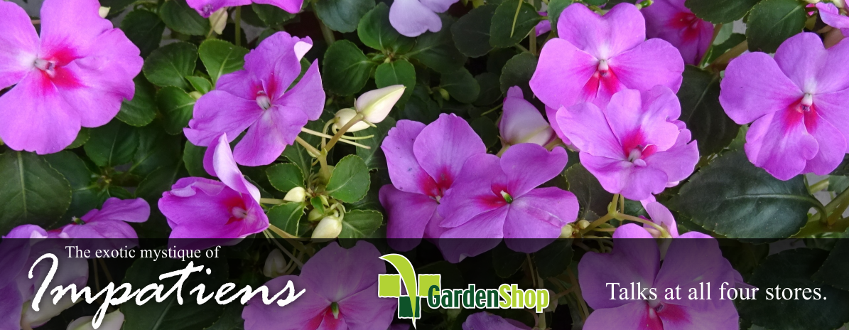 Impatiens Talk @ Menlo Park