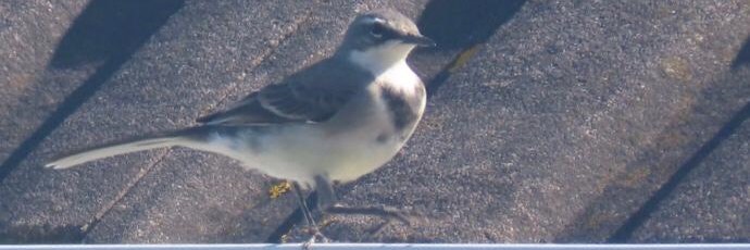 Kallie en die Kwikkie: Luister 'n kinderstorie en help 'n restaurant tydens die grendeltyd