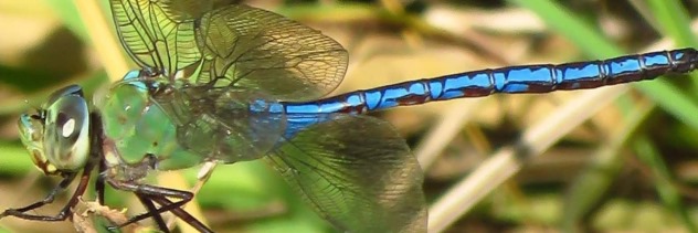 Kopter Naaldekoker: Hou jou kinders besig met hierdie kinderstorie en help terselftertyd 'n restaurant tydens die COVID-19-krisis