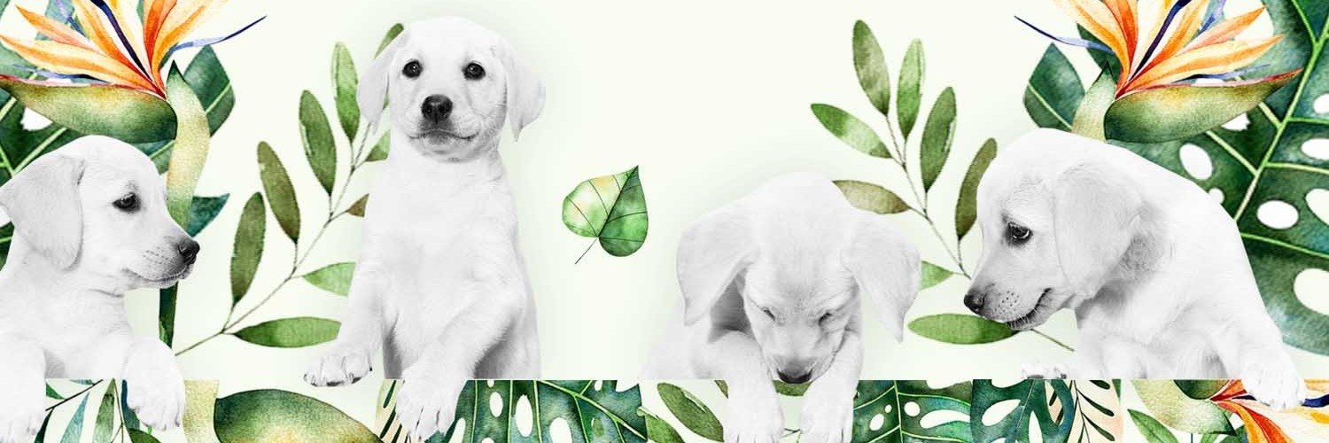 Let the Dogs have a Ball - The Virtual Gala Dinner