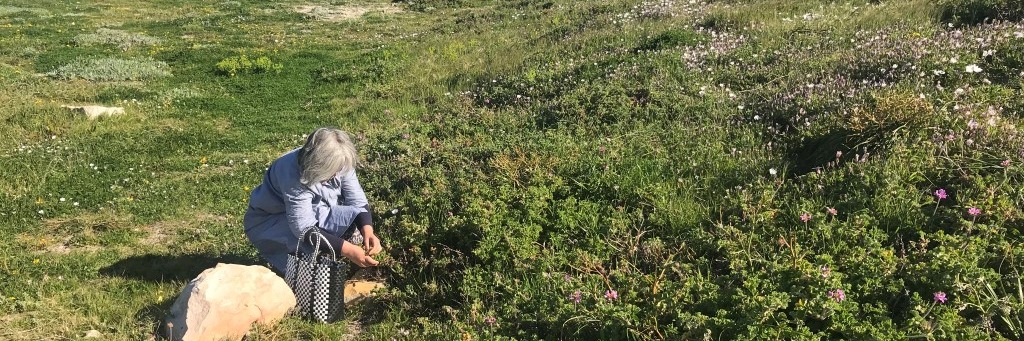 AN URBAN WILD FOOD WALK in Kalk Bay with Loubie Rusch