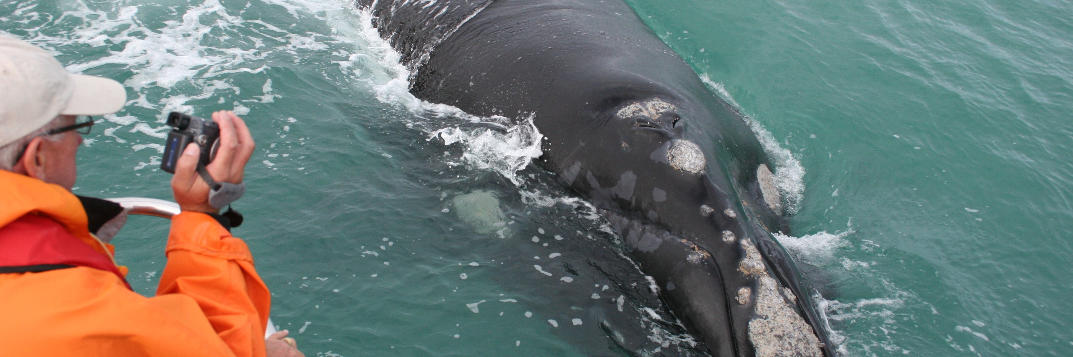 Marine Dynamics Shark, Whale and Eco Marine Tours
