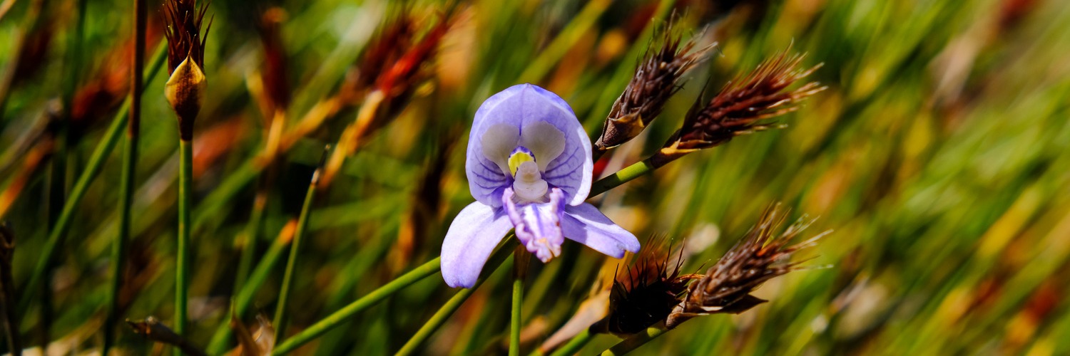 Kanonkop Hike at Cape Point