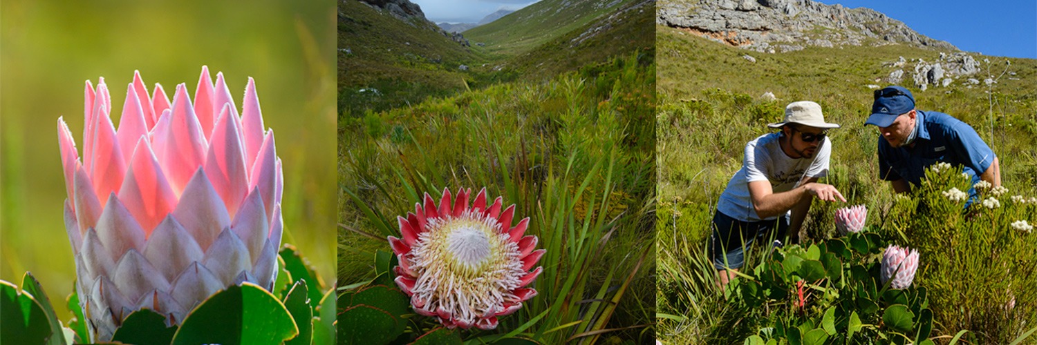 Hike: King proteas in the mountains