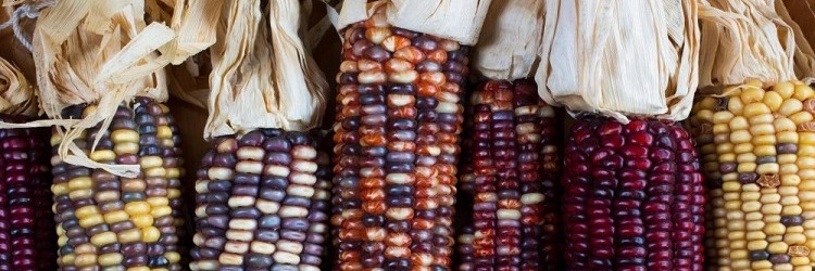 Nixtamalization Workshop