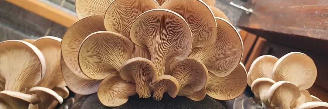 Fungi and Friends Pop Up Dinner