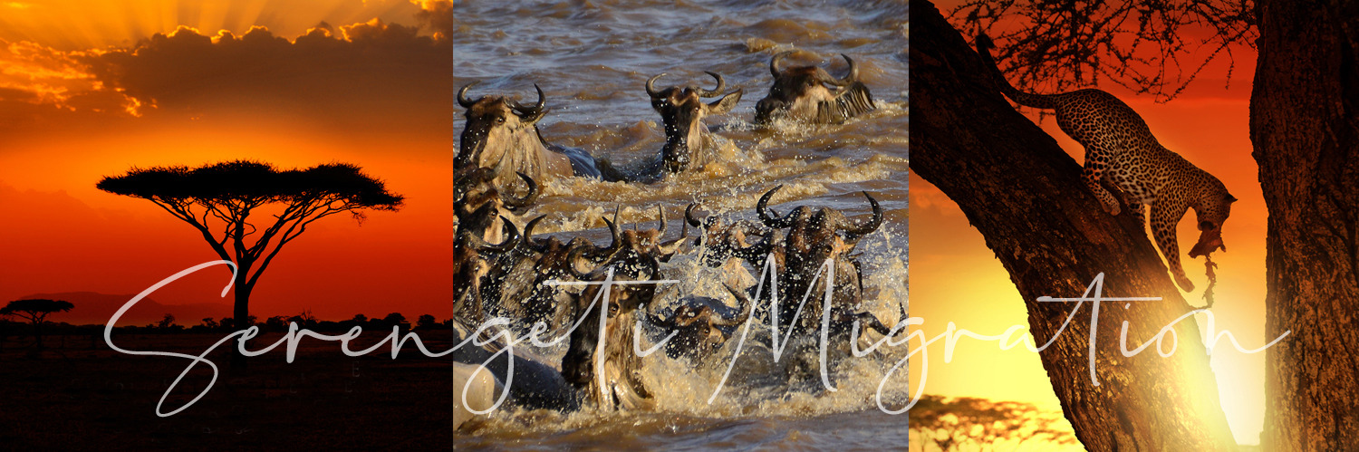Serengeti Migration Talk and Wine Tasting in aid of the Friends of Tenikwa