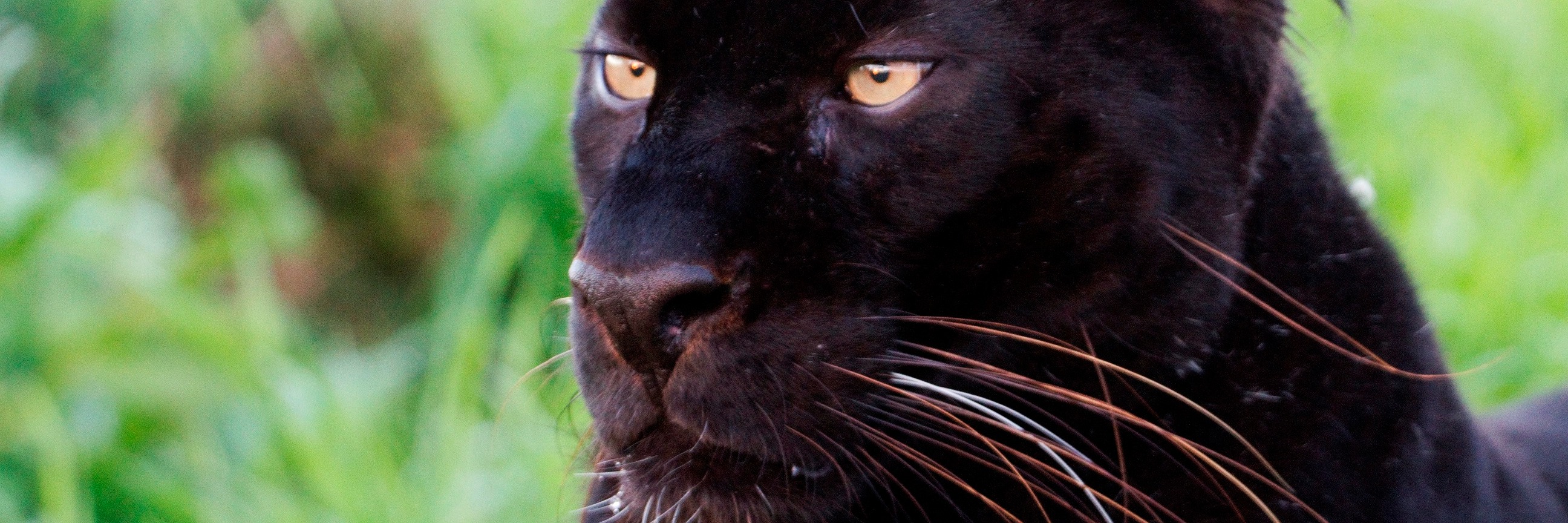 Film screening: The Animal Communicator