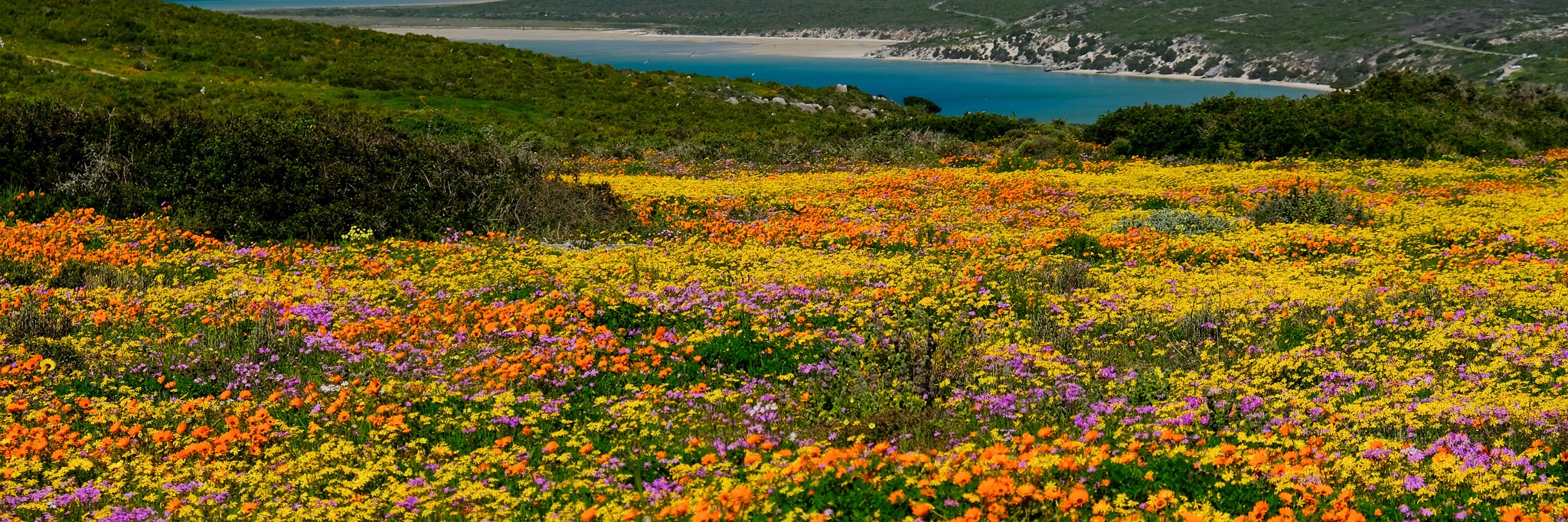 West Coast Spring Flower Hike