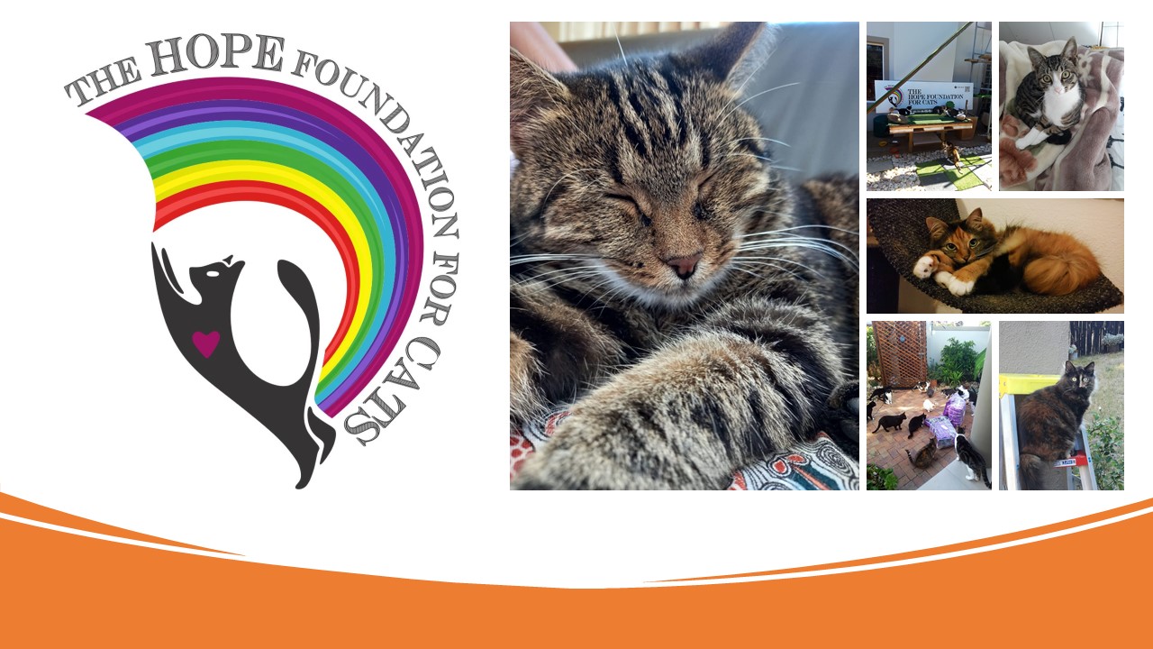 Donate to The Hope Foundation for Cats - Fundraiser