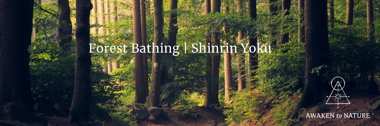 Forest Bathing Experience with Awaken to Nature