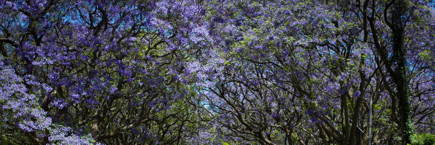 #JacarandaInYourPocket & Honest Travel Experiences e-scooter tour  