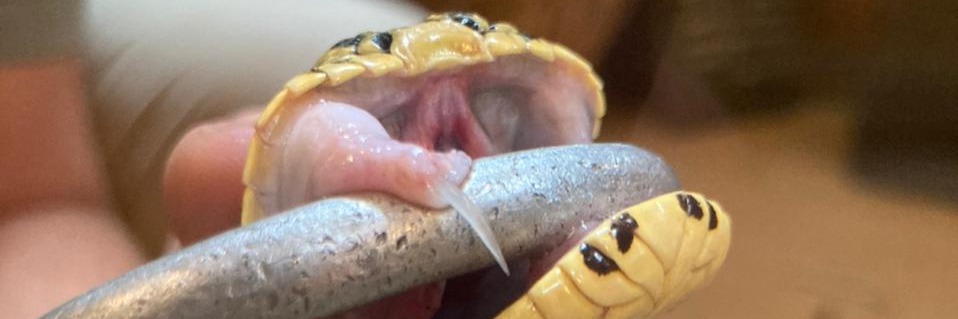 Africas Deadliest Snake Show #1