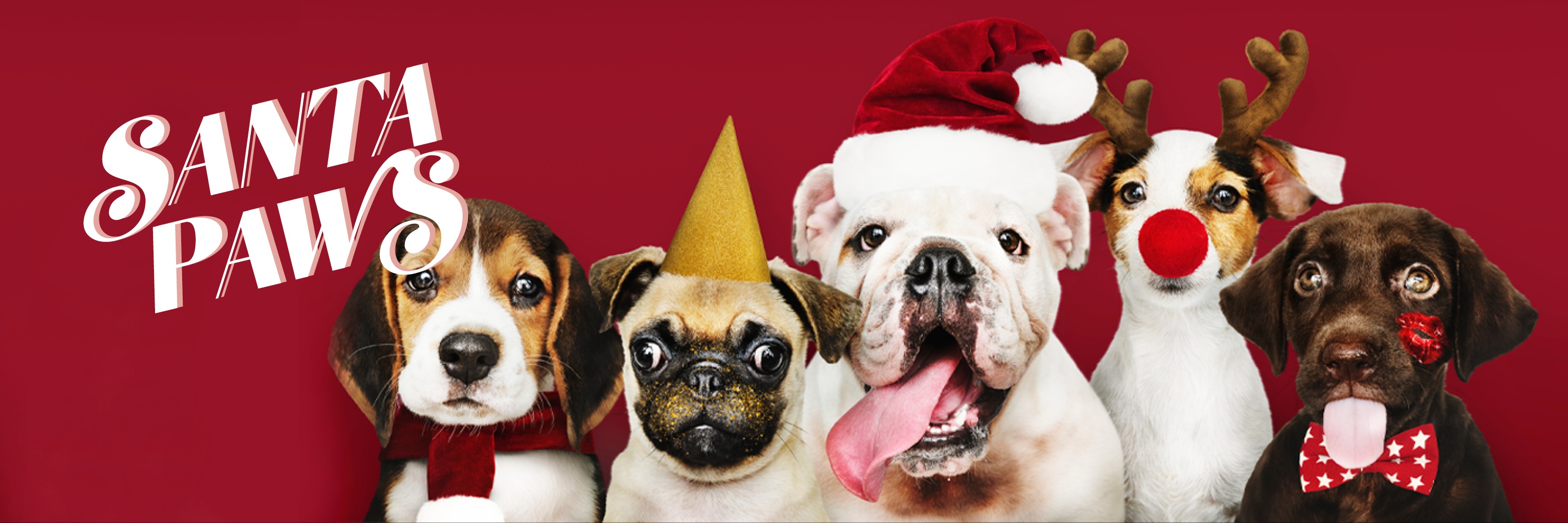 SANTA PAWS pop-up photoshoot