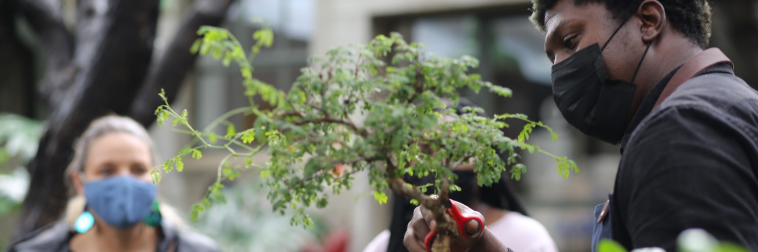 Beginners guide to indoor plants care 