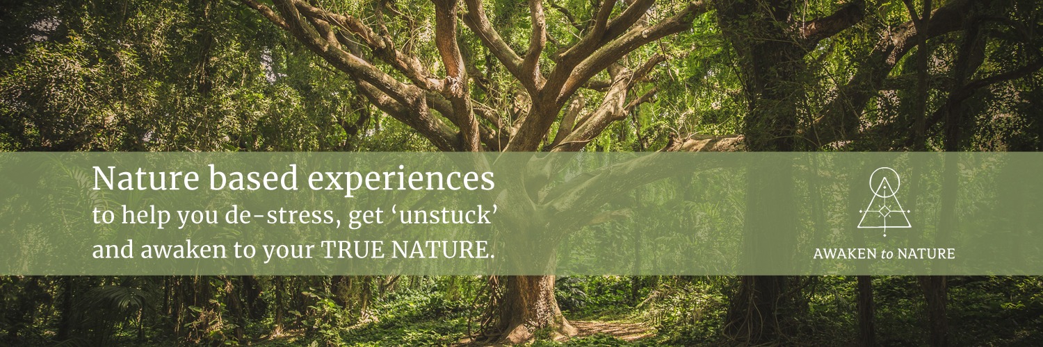 Forest Bathing Experience with Awaken to Nature