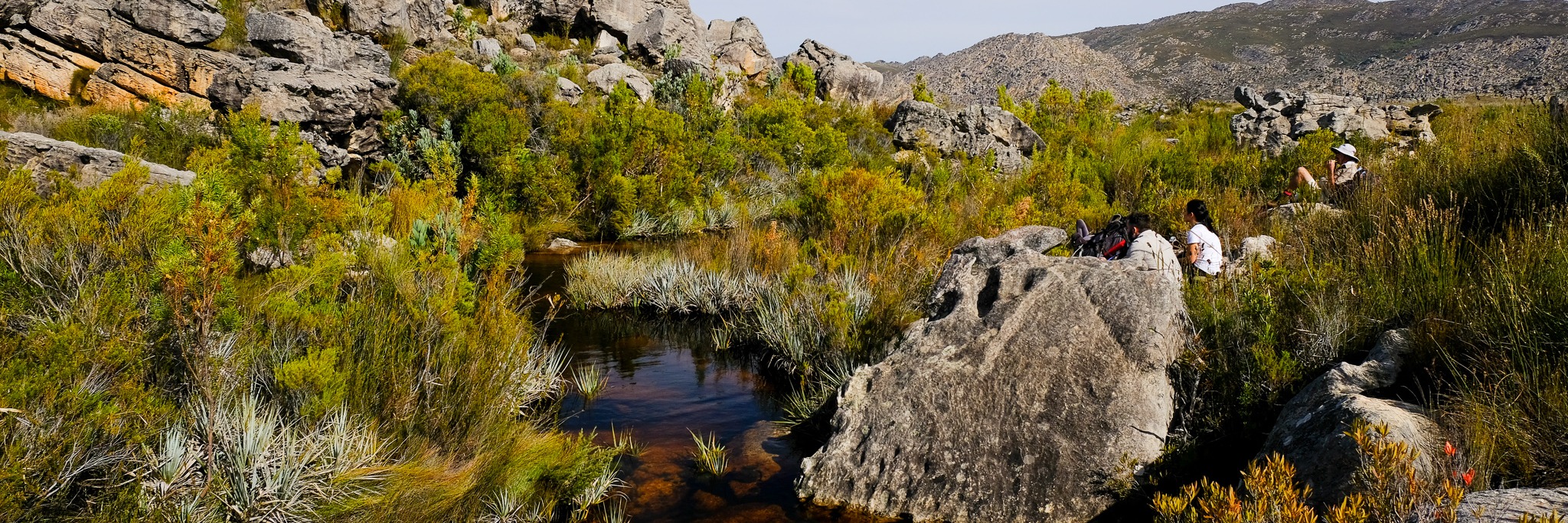 Disa Pool in the Groot Winterhoek