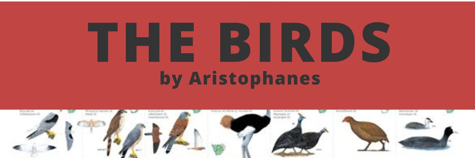 The Birds