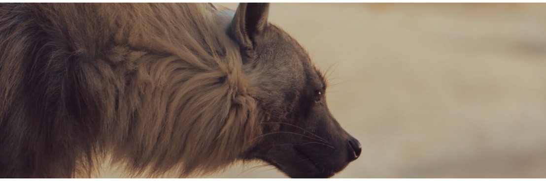 Screening of "Une hyène pas comme les autres"