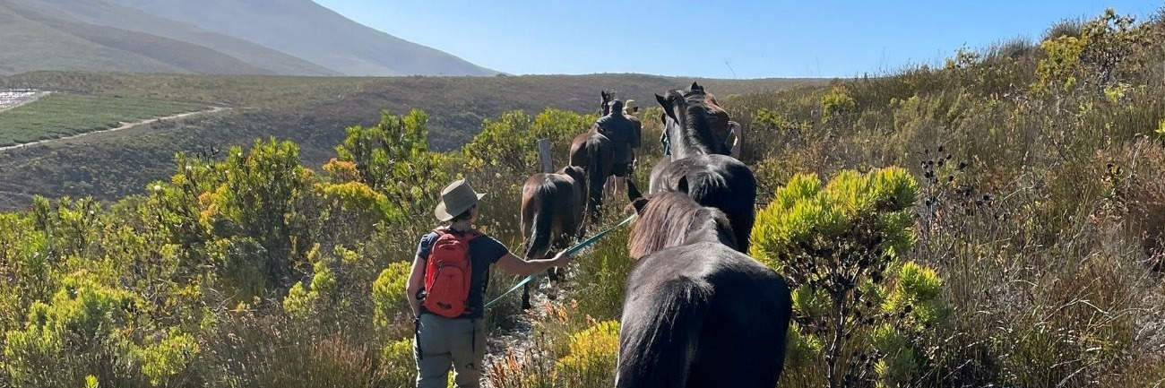 SOUL JOURNEYS WITH HORSES ~ Equine Facilicated Transformation Weekends