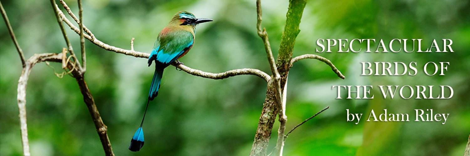 ROCKJUMPER: SPECTACULAR BIRDS OF THE WORLD - HILTON ARTS FESTIVAL 2022