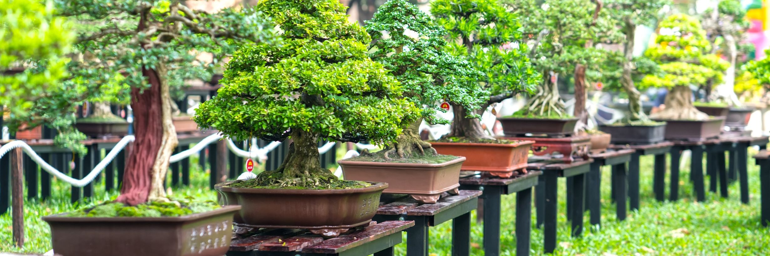 Bonsai Beginners Workshop