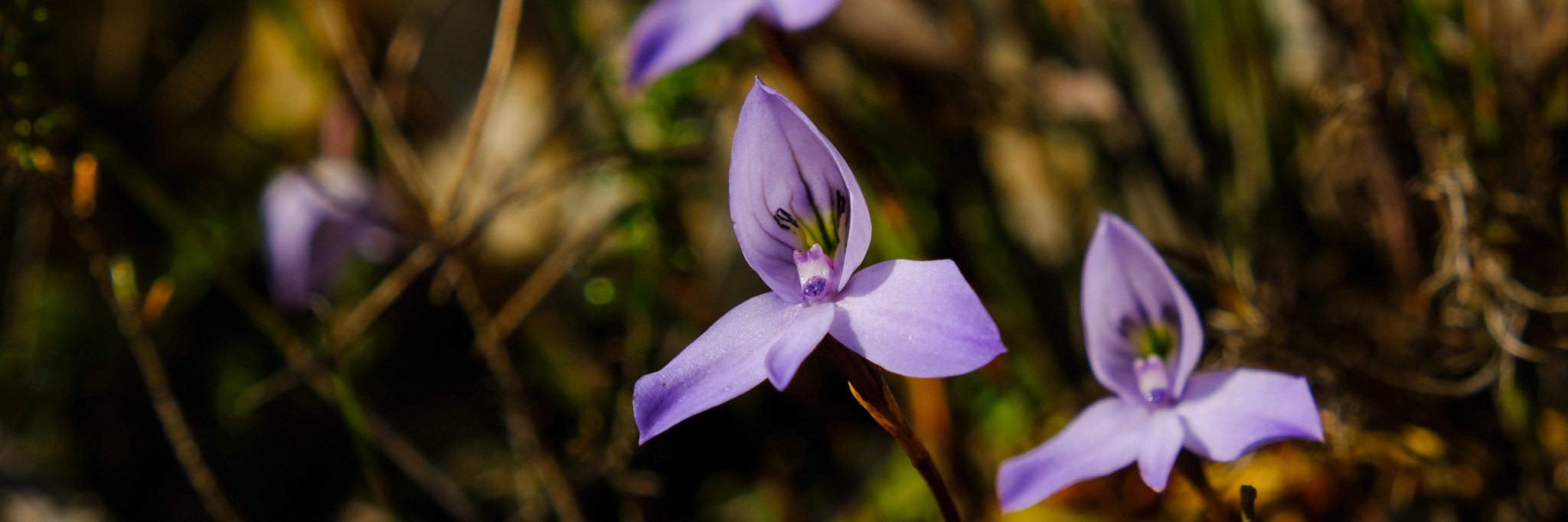 Constantiaberg Guided Hike
