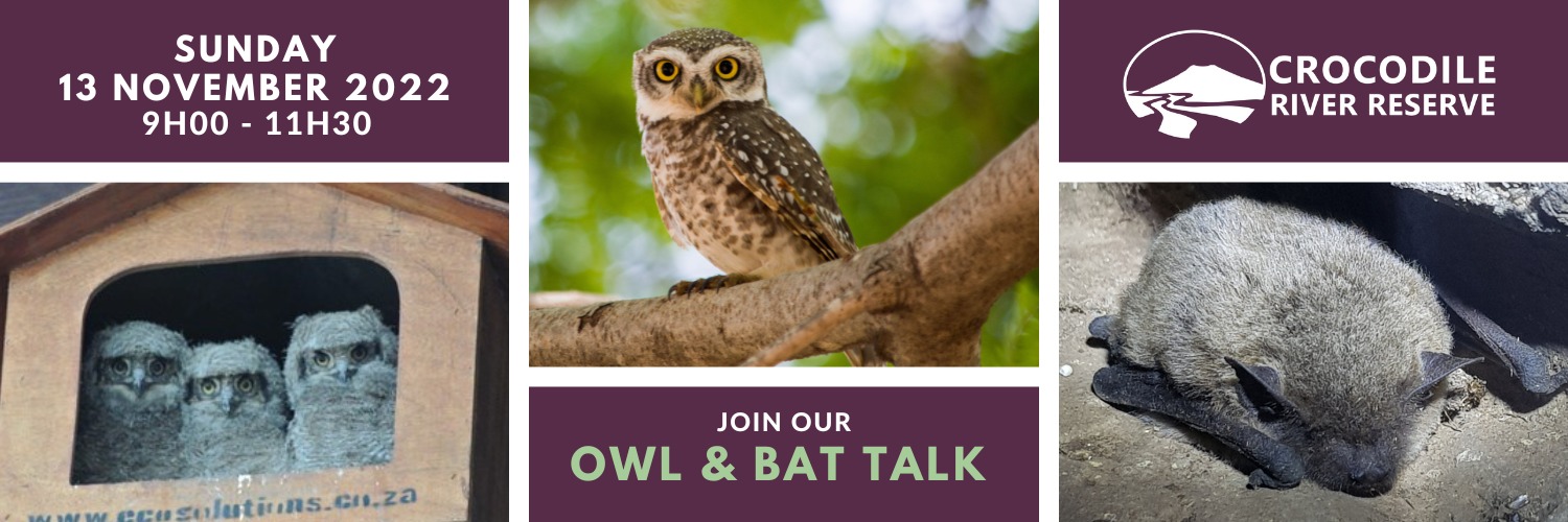 Owl & Bat Talk