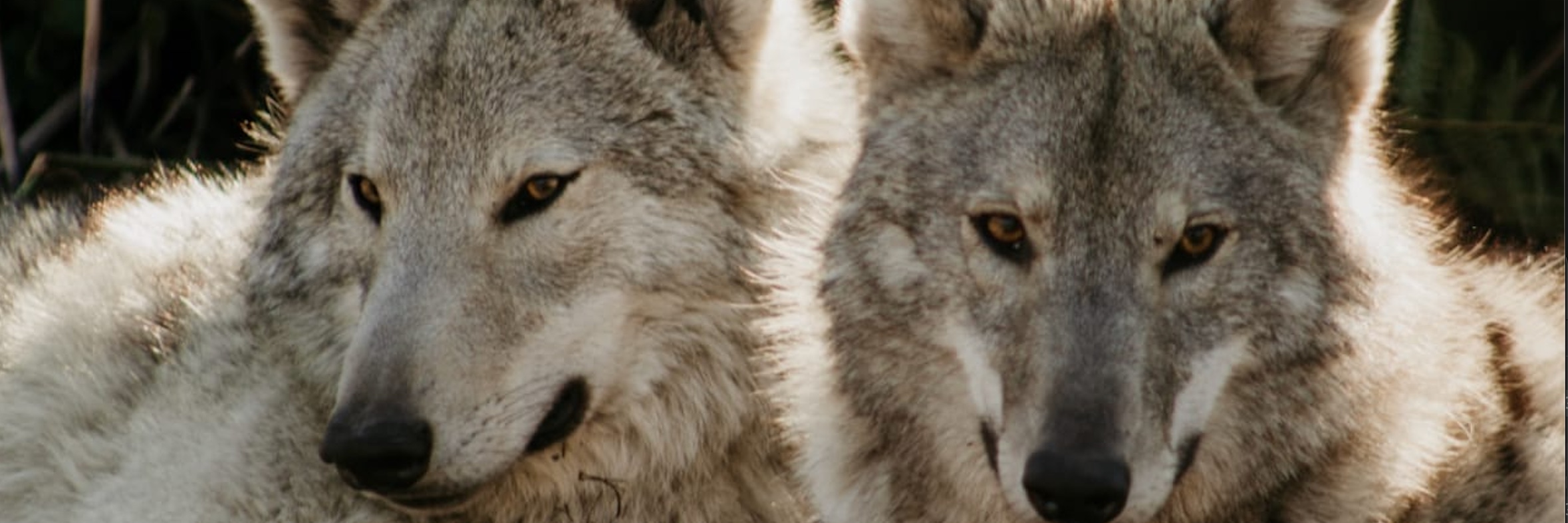 Derek Gripper Live at The Tsitsikamma Wolf Sanctuary