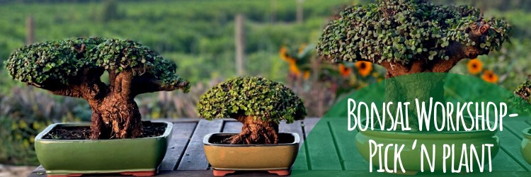 Spekboom Bonsai Workshop - Pick'n Plant