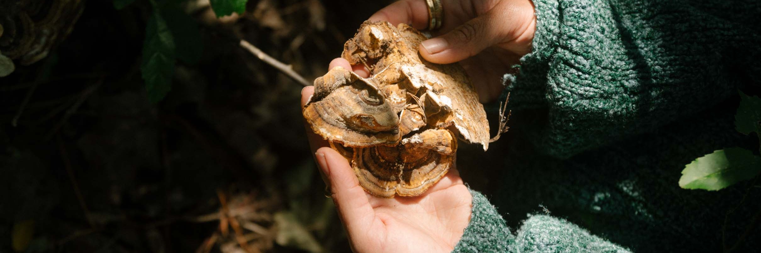 Mushroom Foraging with Veld and Sea - 22 April