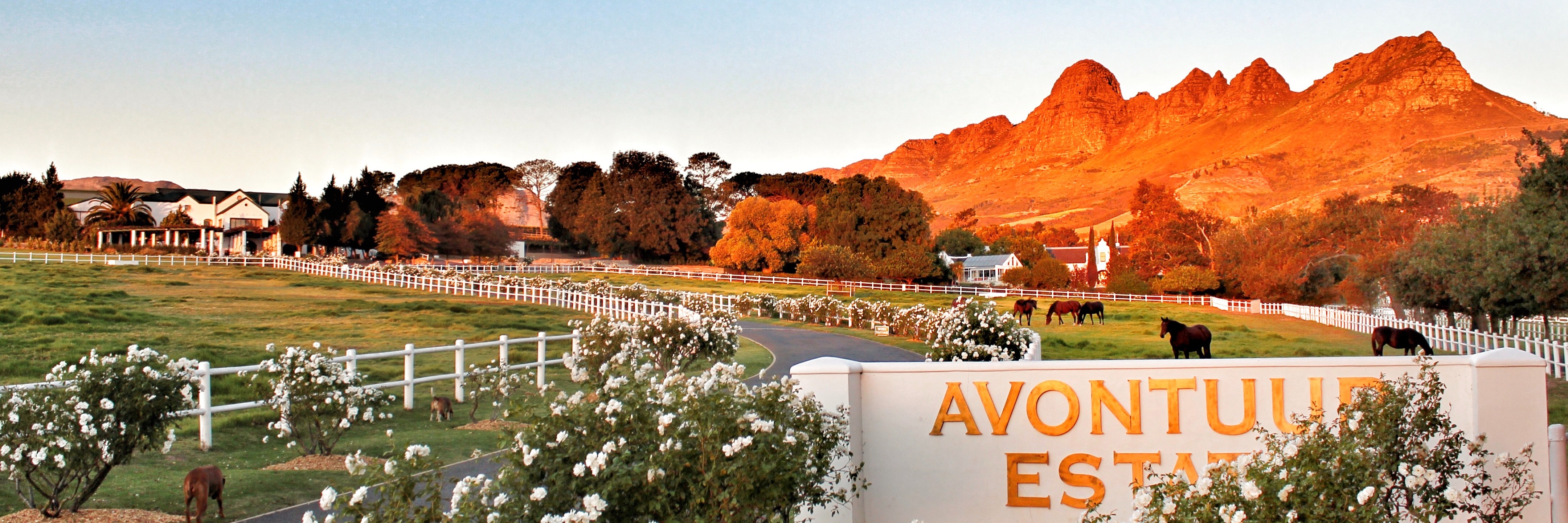 Sunday Picnic at Avontuur Wine Estate