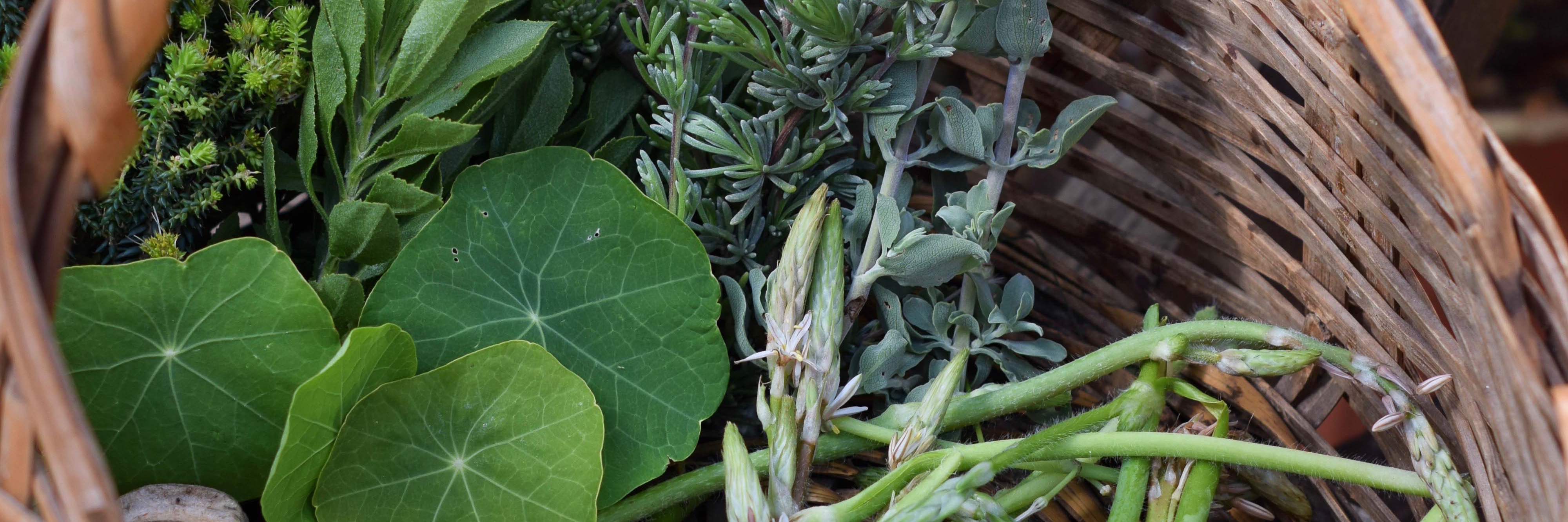 Wild Food Winter Walk with Veld and Sea - 23 August