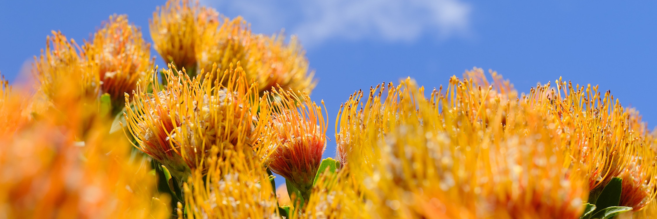 Edible Flower Springtime Experience with Veld and Sea - 21 October