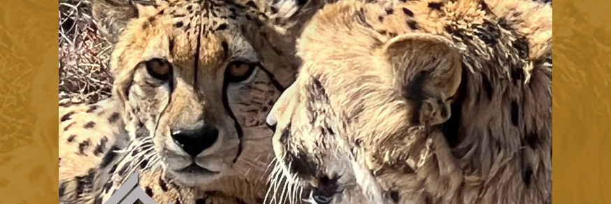 JOZI ACTIVE CHEETAH HIKE