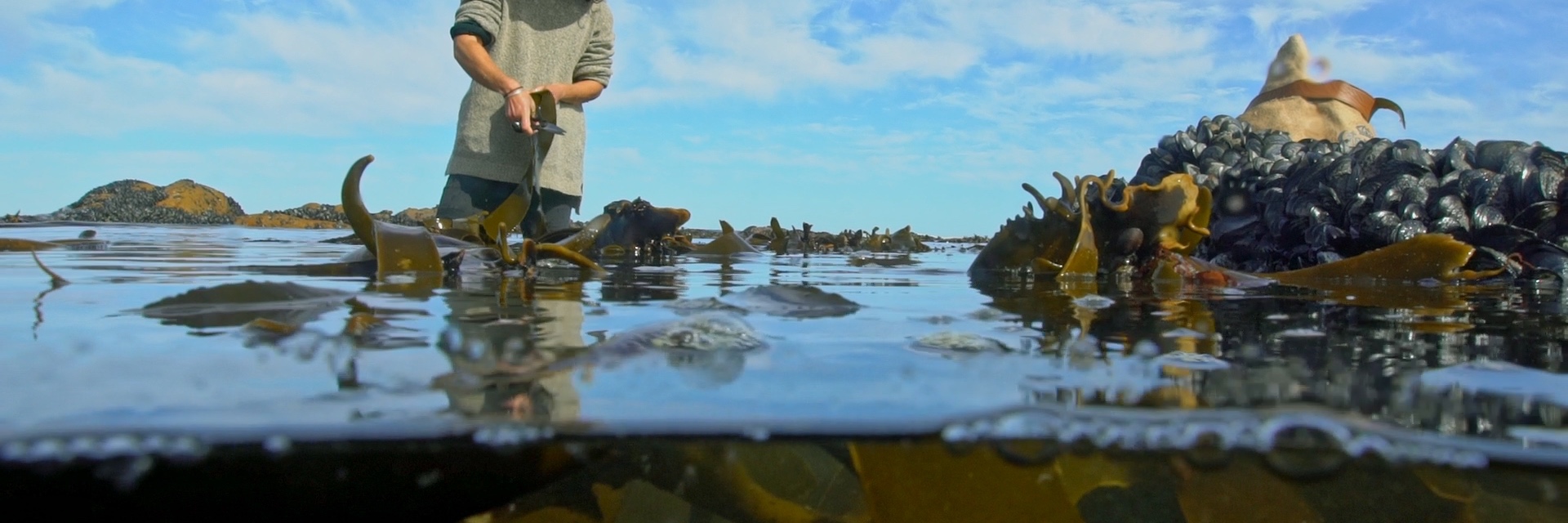 Summer Coastal Forage with Veld and Sea - 26 November