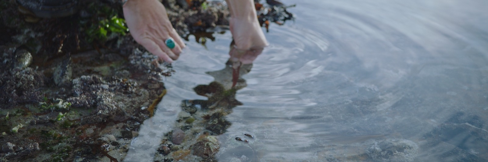 Summer Coastal Forage with Veld and Sea - 27 November