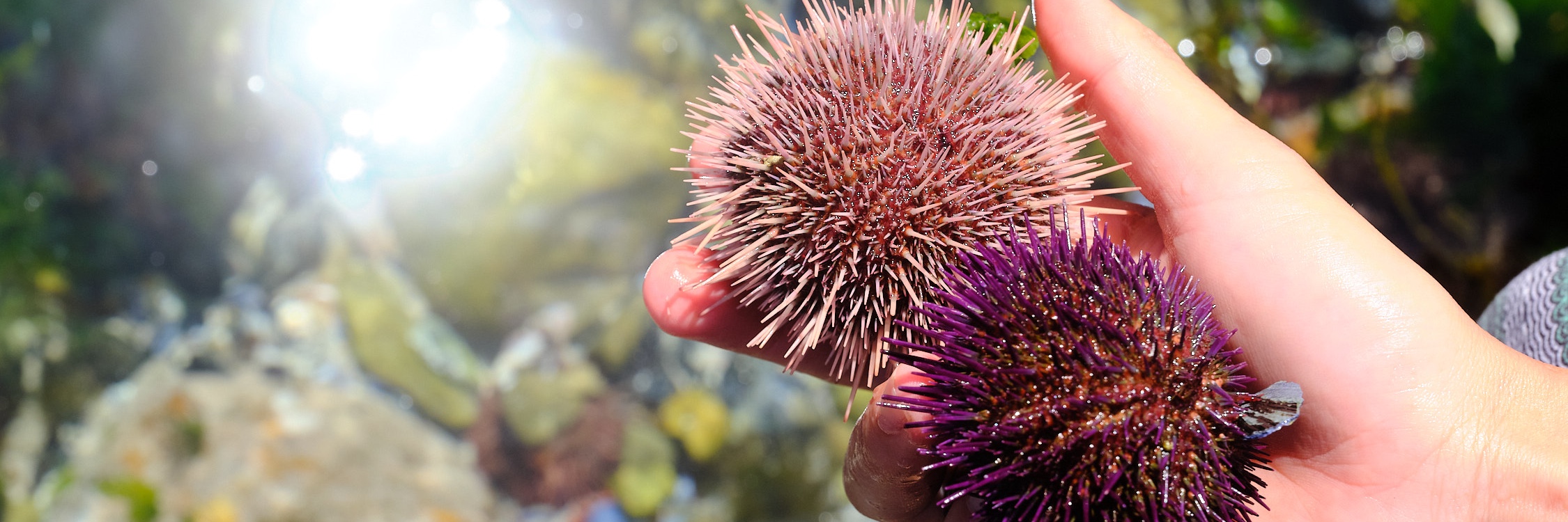 Summer Coastal Forage with Veld and Sea - 13 December