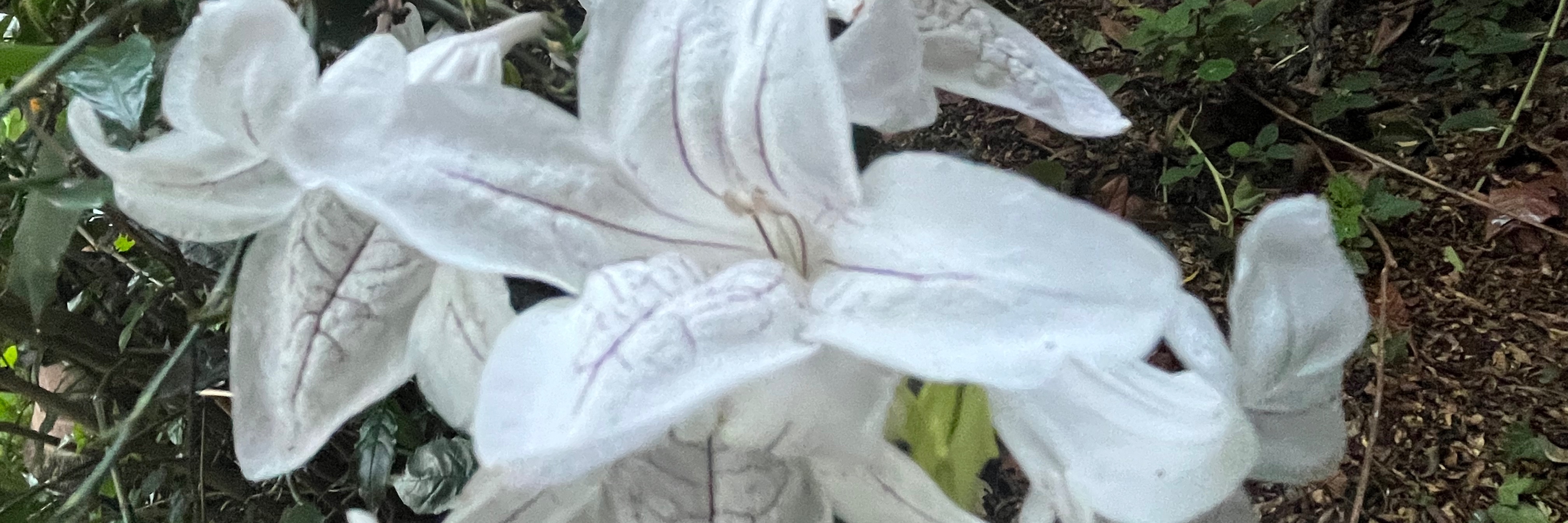 Book tickets for Classical music for piano, and cello