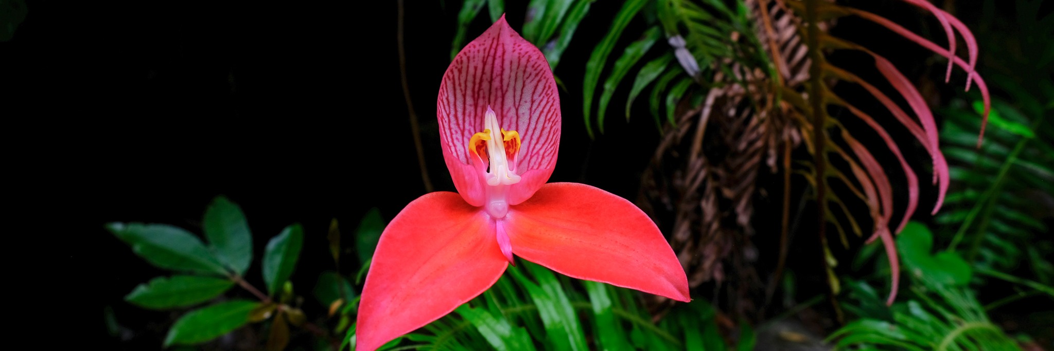 Red Disa Hike (Orange Kloof)