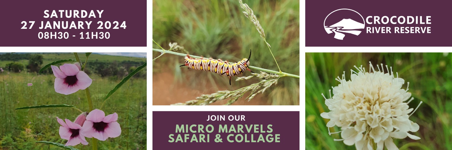 Micro Marvels Safari and Collage 2024