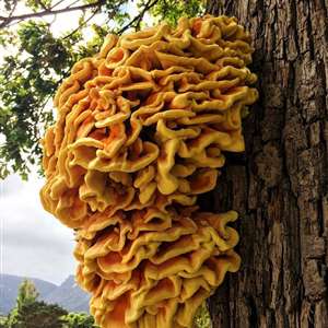 Book tickets for Cape Town Mushroom Forage - Wednesday, 21 February