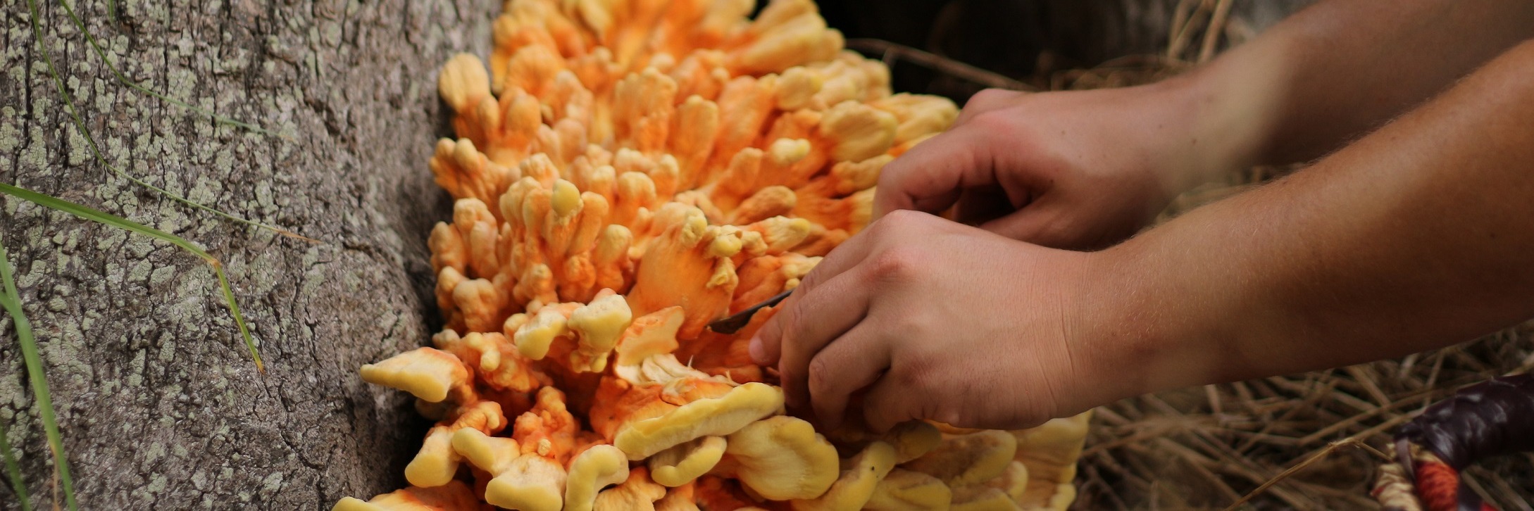 Book tickets for Cape Town Mushroom Forage - Wednesday, 21 February