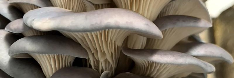 Oyster Mushroom growing workshop with Zozo Bikani