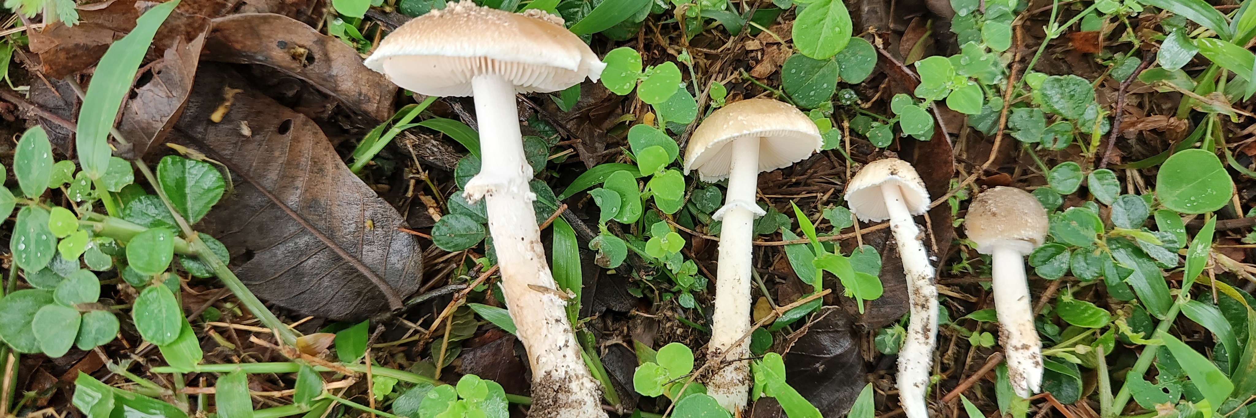 Mtunzini Spring Mushroom Foray