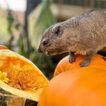 Pumpkins for Wildlife photo 1