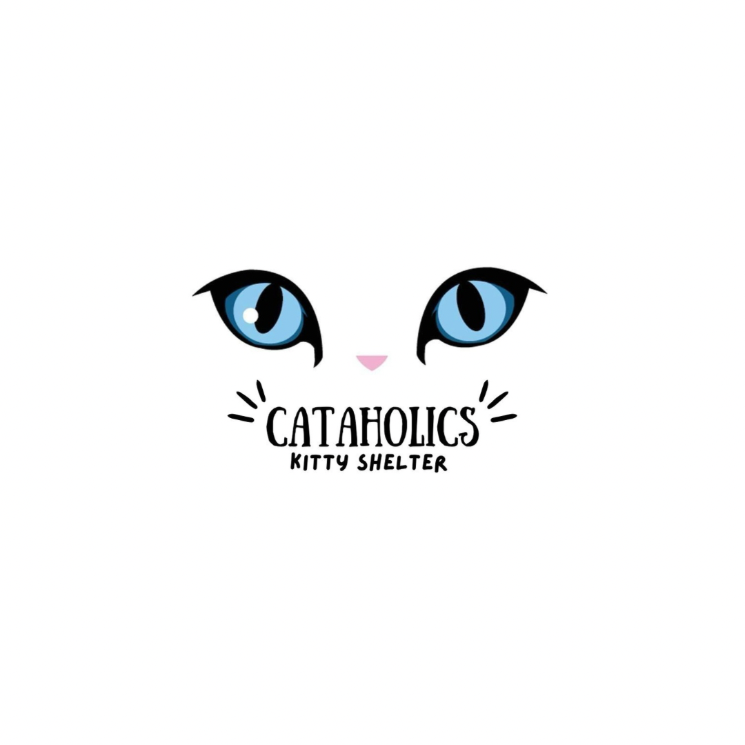 Movie Time with Cataholics Kitty Shelter