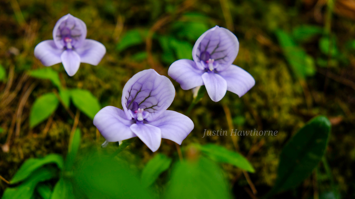 Drip Disa & Orange Kloof Hike