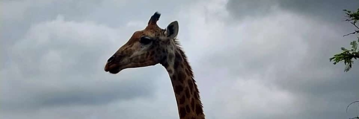 Lethabong Lodge - Safari Pass on 15 Dec